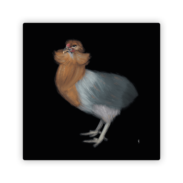 Araucana