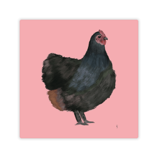 Australorp Rosa