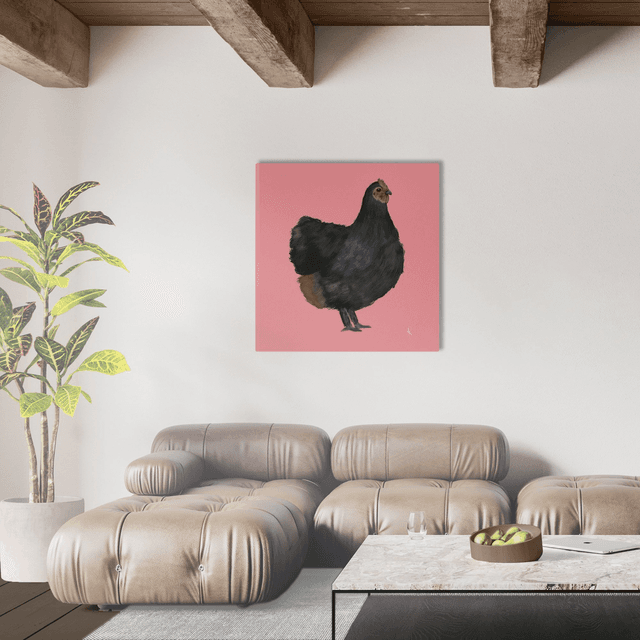 Australorp Rosa